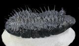 Spiny Drotops Armatus Trilobite - #37516-4